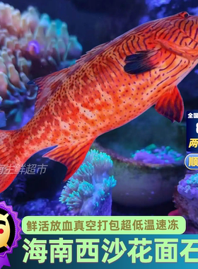 海南西沙深海花面东星斑鱼石斑鱼海鱼新鲜海鲜鲜活冷冻顺丰包邮