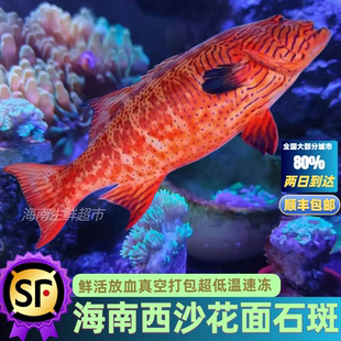海南西沙深海花面东星斑鱼石斑鱼海鱼新鲜海鲜鲜活冷冻顺丰包邮