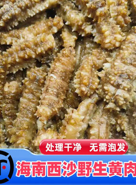 海南三沙西沙野生黄肉参深海刺参黄刺参即食海参新鲜海参顺丰包邮