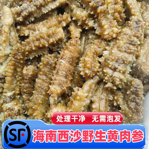 海南三沙西沙野生黄肉参深海刺参黄刺参即食海参新鲜海参顺丰包邮