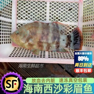 海南三沙西沙群岛彩眉鱼珊瑚礁鱼新鲜鲜活海鱼冷冻海鲜顺丰包邮