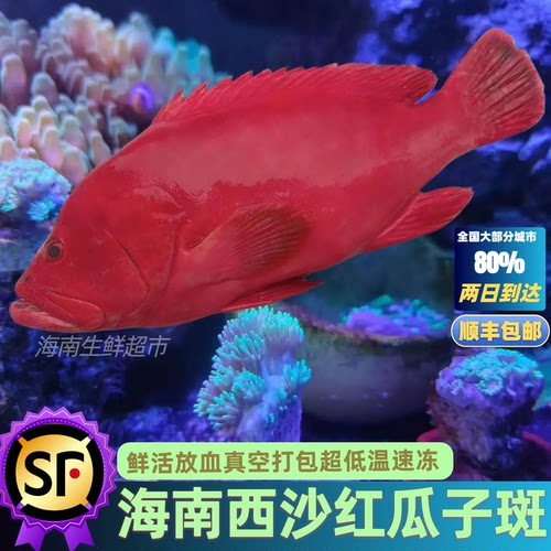 海南红瓜子斑鱼石斑鱼野生海鲜新鲜冰冻冷冻冰鲜红斑鱼顺丰包邮
