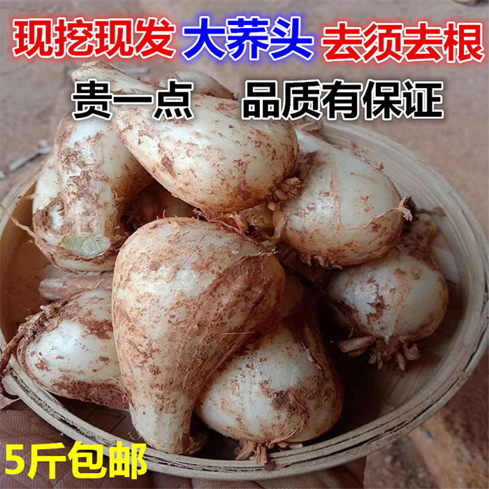 新鲜荞头藠头农家现挖教头去须精选大个5斤茭白小蒜茭头江西特产