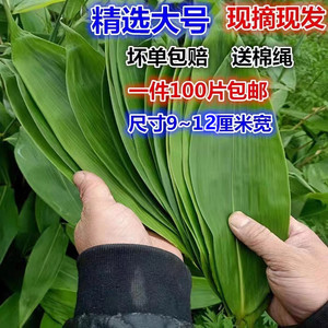 粽子叶新鲜粽叶野生箬叶大叶100片真空家用专用端午包粽子非芦苇