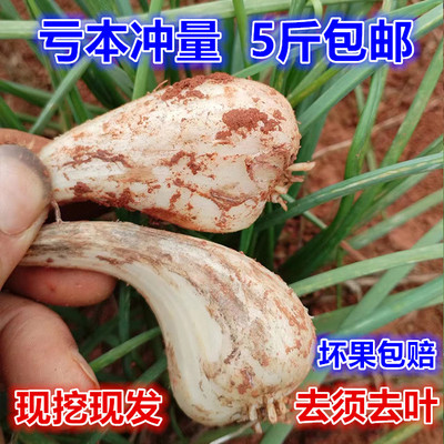 藠头新鲜荞头江西5斤现挖现发