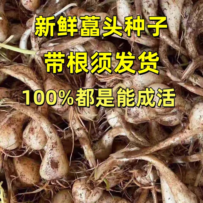 藠头种子新鲜荞头农家自种带须教头种子茭头叫头现挖5斤时令蔬菜