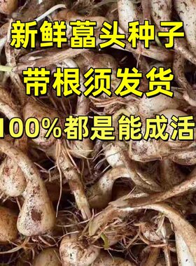 江西藠头新鲜荞头农家自种带根须教头种子茭头叫头现挖5斤时令蔬