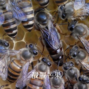蜜蜂中蜂王新王今年土蜂交尾产卵蜂王 处王种王 优质中蜂大种高产