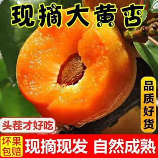 正宗陕西金太阳大黄杏新鲜现摘当季水果凯特杏子杏核孕妇酸甜水果