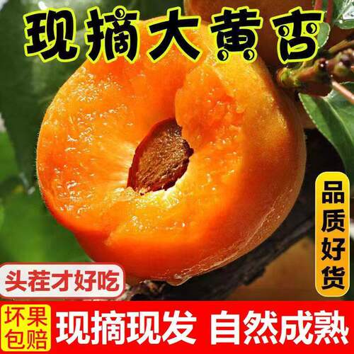 正宗陕西金太阳大黄杏新鲜现摘当季水果凯特杏子杏核孕妇酸甜水果