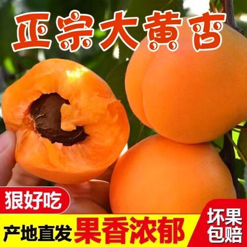 正宗陕西大黄杏金太阳凯特当季新鲜现摘水果酸甜杏子杏核整箱包邮