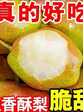 现摘红香酥梨新鲜梨子当季水果脆甜多汁薄皮脆梨红皮青梨整箱包邮
