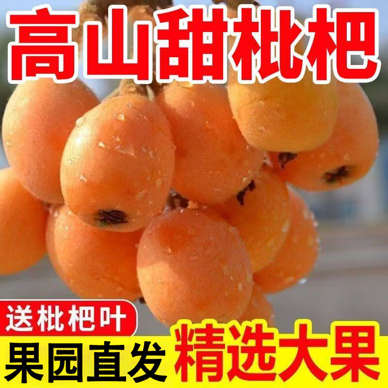 正宗四川大五星枇杷新鲜当季水果现摘孕妇甜枇杷大果早钟琵琶现摘