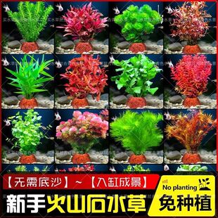 火山石水草组合套餐造景水草鱼缸阴性增氧蜈蚣草真草沉水植物套餐