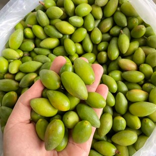 现摘新鲜橄榄青橄榄果青果孕妇煲汤广西广东生吃甘甜黄青橄榄水果
