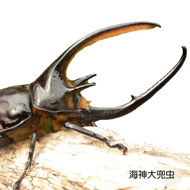 海神大兜虫  黑长戟大兜虫