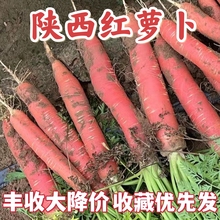 陕西沙地红萝卜农家红心胡萝卜新鲜带泥甜脆水果型老品种即食蔬菜