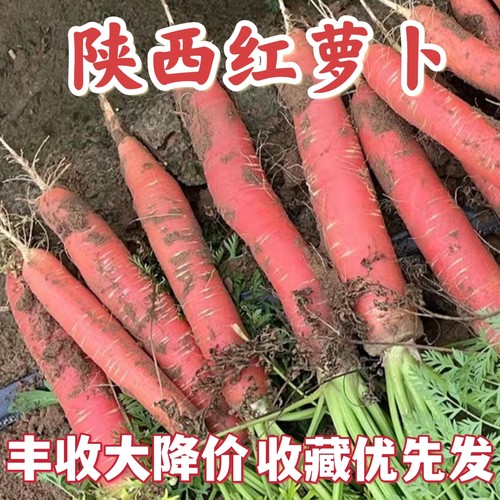 陕西沙地红萝卜老品种带泥耐储存