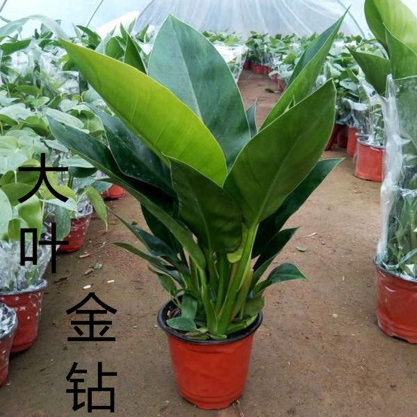 金钻蔓绿绒大叶长青花卉甲醛植物
