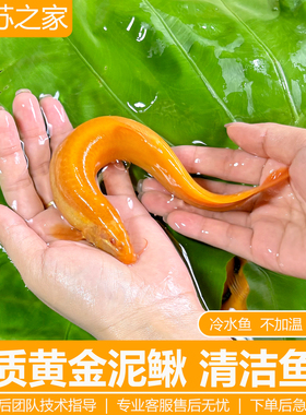 黄金泥鳅冷水观赏鱼精品黄金泥鳅鱼缸清洁工具鱼清道夫好养耐活鱼