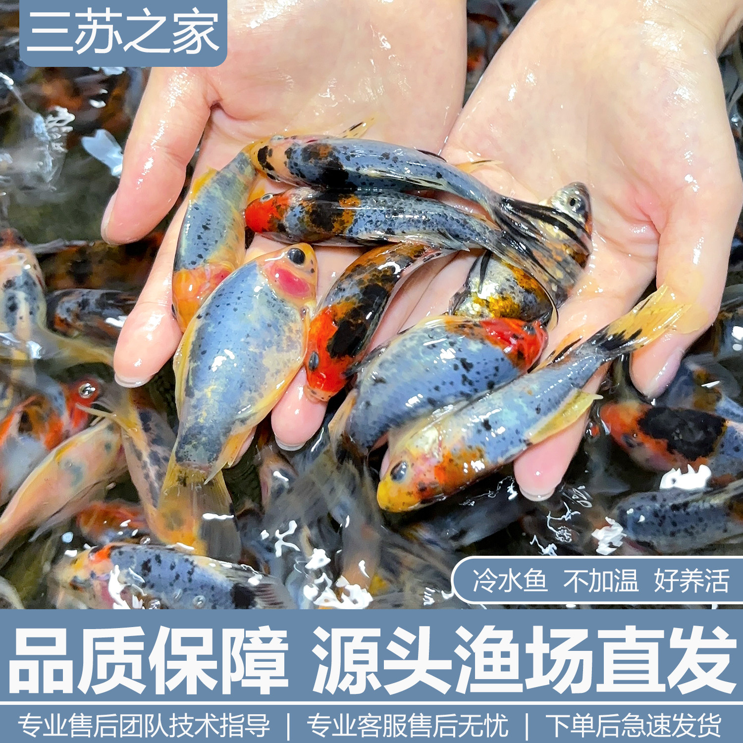 精品兰花草金鱼热带观赏鱼冷水好养耐活自来水淡水长尾巴活鱼鱼苗