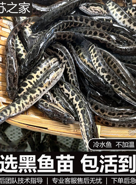 黑鱼苗活体淡水特大鱼苗淡水养殖苗小乌鱼苗财鱼苗乌鳢生大黑鱼苗