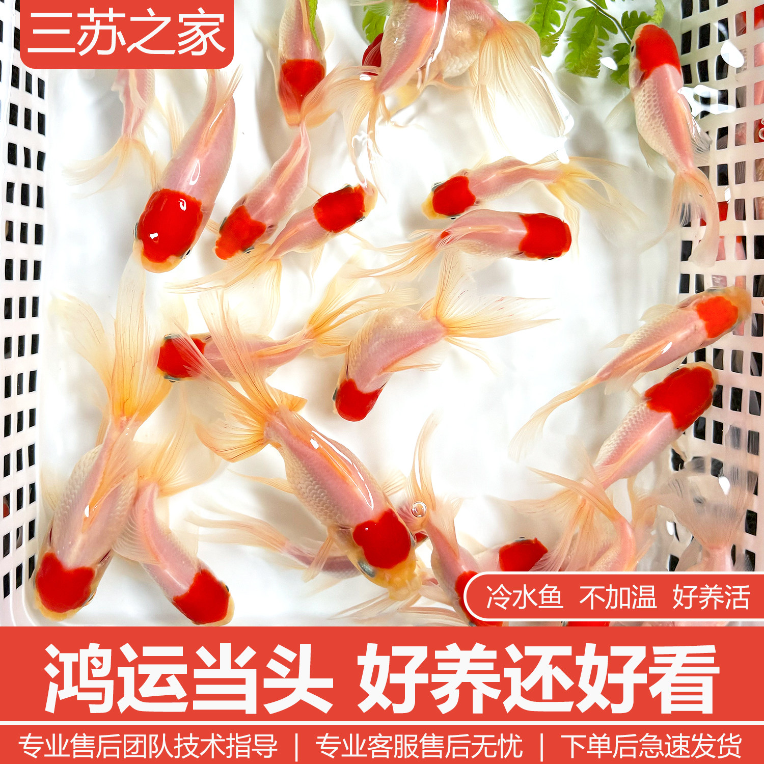 小金鱼活鱼观赏鱼冷水淡水红草鱼锦鲤鱼好养耐活鸿运当头国粹金鱼,宠物/宠物食品及用品,鱼,淘宝优惠券,粉丝福利购,淘宝优惠卷