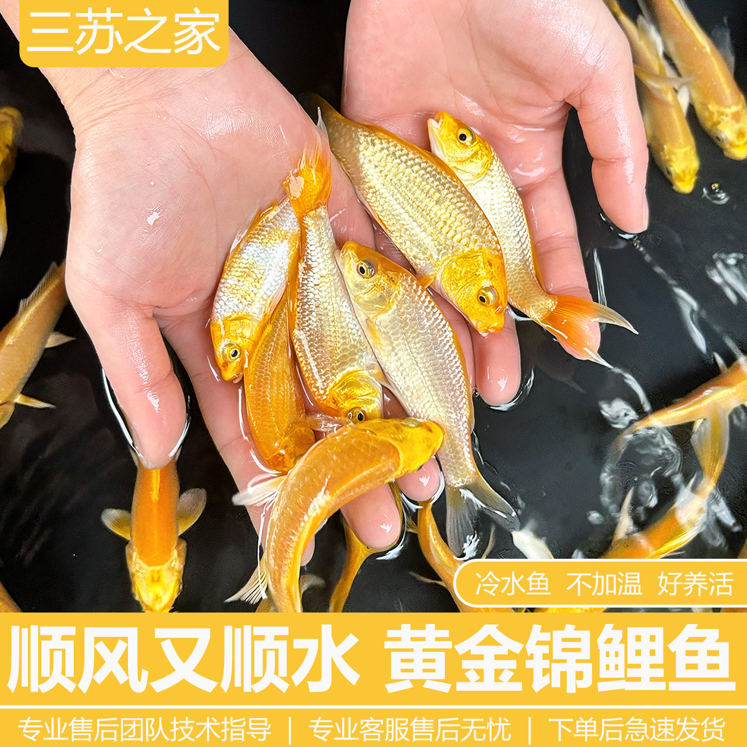 黄金锦鲤活鱼观赏鱼好养耐活自来水可养淡水冷水鱼苗活体小金鱼