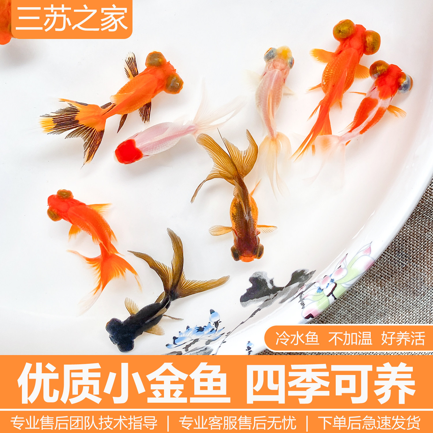 包活金鱼活鱼观赏鱼小型淡水好养冷水鱼鱼苗新手小金鱼兰寿锦鲤