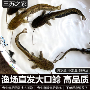 南方大口鲶 冷水淡水养殖河鲶土鲶鱼二须鲶塘鲺鲶鱼苗水族宠物