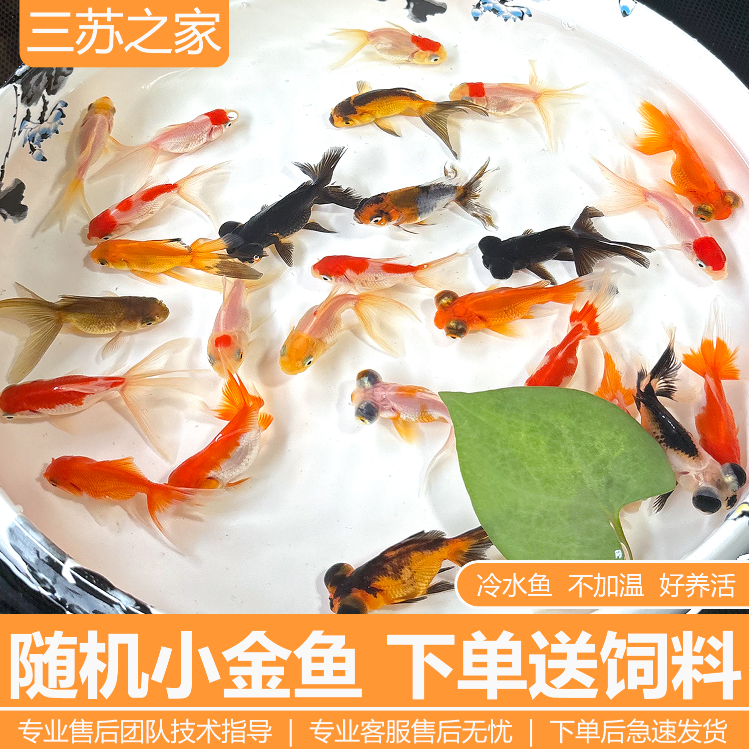 小金鱼活鱼观赏鱼红草鱼锦鲤鱼