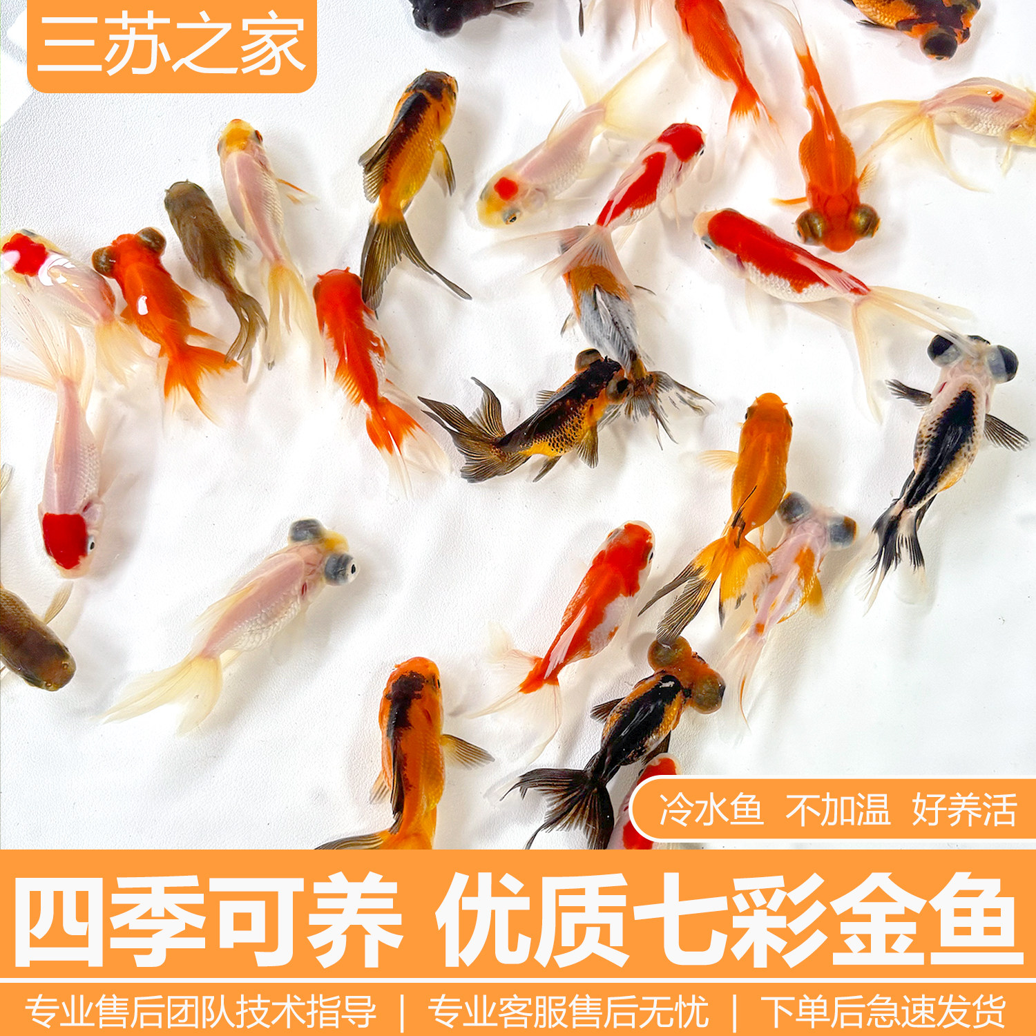 金鱼观赏鱼活鱼淡水冷水鱼小型好养耐活锦鲤鱼苗精品小草金鱼活体,宠物/宠物食品及用品,鱼,淘宝优惠券,粉丝福利购,淘宝优惠卷