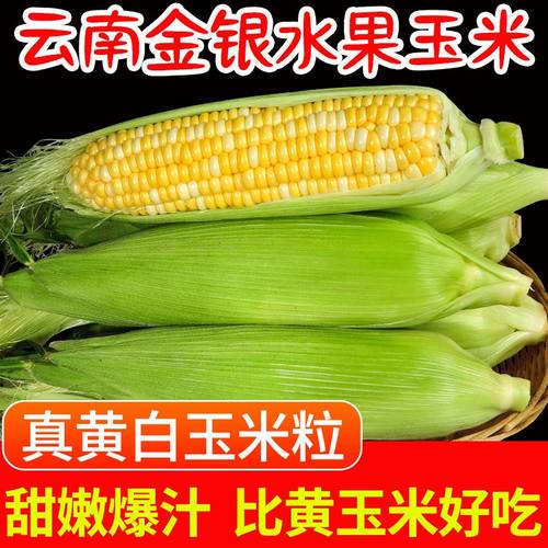 云南水果玉米9斤可生吃