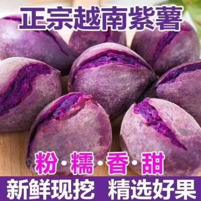 现挖越南小紫薯珍珠板栗紫薯新鲜农家自种沙地紫薯粉糯糯香甜