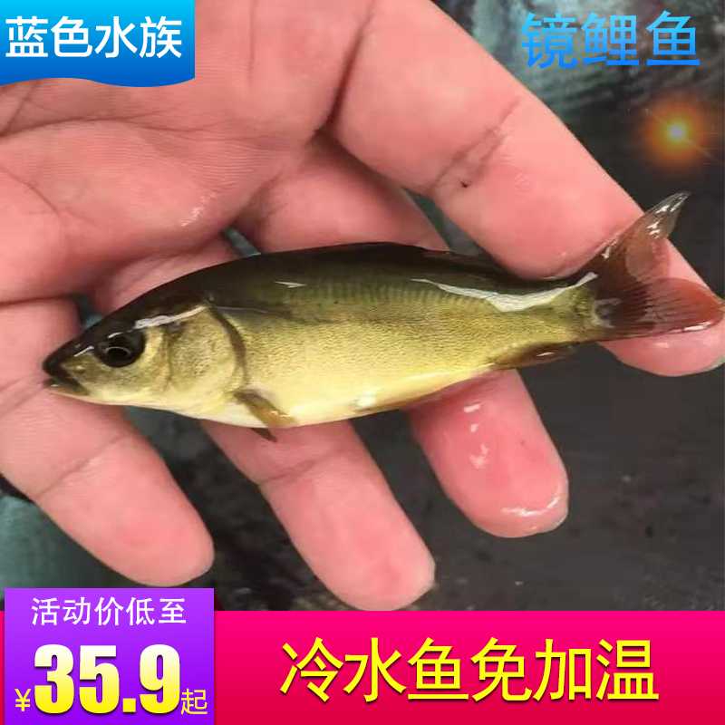 观赏鱼镜鲤 革鲤 冷水鱼 三道鳞 活体 鱼苗 镜鲤鱼 镜鲤 裸鲤活体