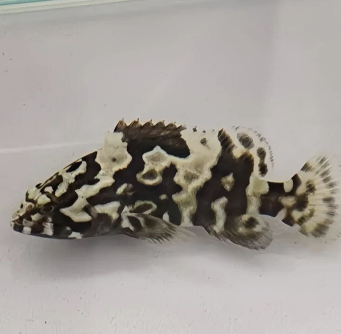淡水石斑鱼苗龙趸光唇鱼龙胆鱼苗溪石斑鱼珍珠斑冷水活鱼苗稀有鱼