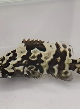 淡水石斑鱼苗龙趸光唇鱼龙胆鱼苗溪石斑鱼珍珠斑冷水活鱼苗稀有鱼