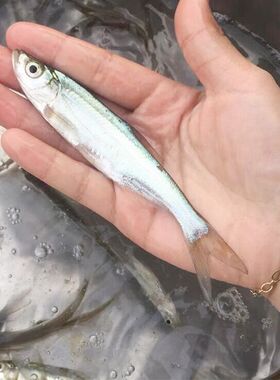 翘嘴鱼苗优质淡水鱼米翘鲌鱼红舶白翘嘴鱼苗本地批发翘嘴鱼苗包邮
