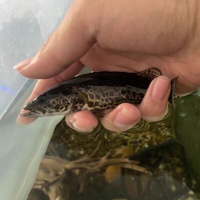 鳜鱼斑鳜淡水原生鱼凶猛观赏鱼桂花鱼老虎圆桶鳜活体鳜鱼苗非养殖