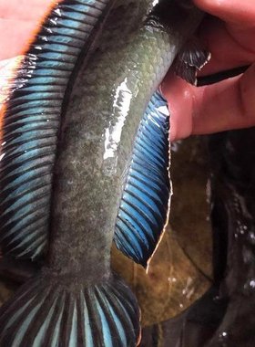 热带鱼观赏鱼彩虹雷龙鱼活体七彩蓝帆南鳢雷龙淡水凶猛鱼耐养包邮