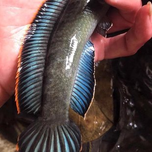 热带鱼观赏鱼彩虹雷龙鱼活体七彩蓝帆南鳢雷龙淡水凶猛鱼耐养 包邮