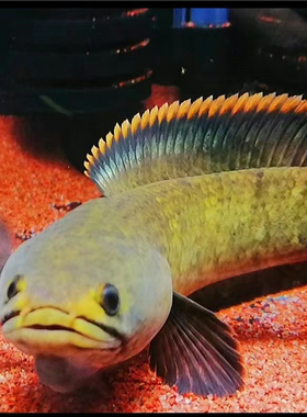 彩虹雷龙精品原生南鳢雷龙鱼七彩冷水鱼龙鱼淡水鱼凶猛雷龙观赏鱼