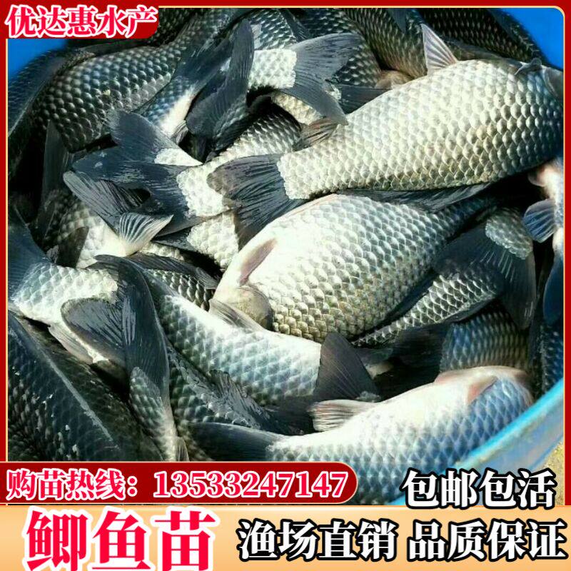 优质鲫鱼苗中科5号鲫鱼快大型鲫鱼白鲫鱼银鲫鱼异育银鲫包邮淡水