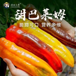 云南彩椒巴莱姆甜椒水果辣椒 颜色随机