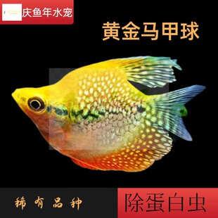 只发新疆黄金马甲球鱼珍珠马甲鱼观赏鱼除蛋白虫淡水活体好养