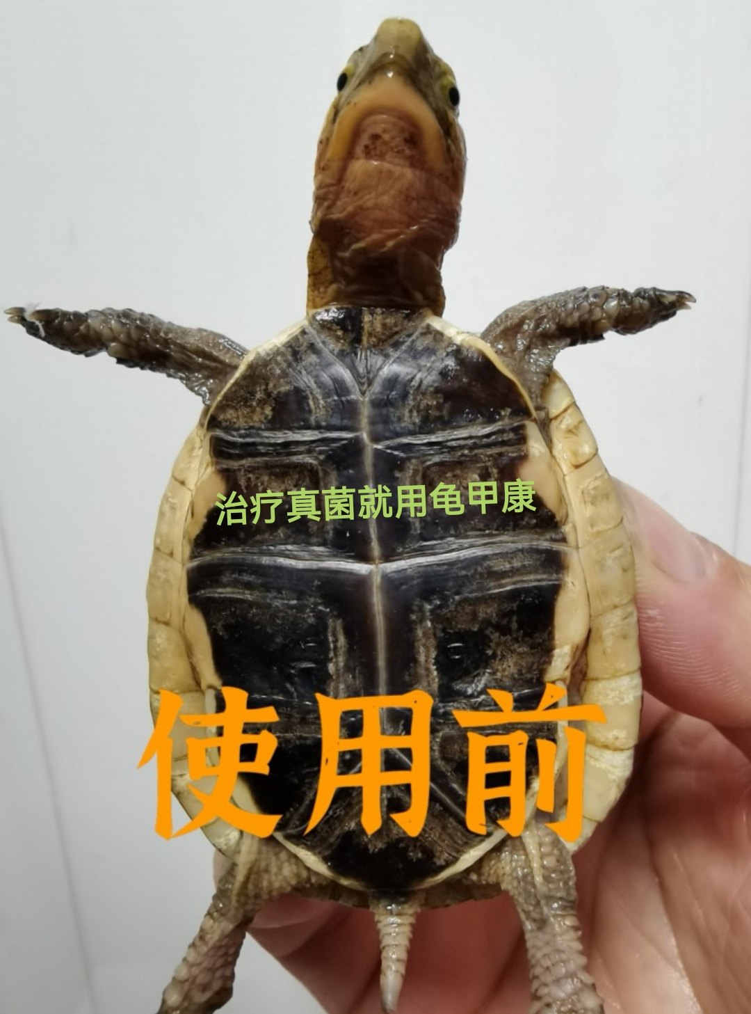 马克库推荐 安缘黄缘乌龟甲康 针对真菌龟壳发白包邮优质宠物用品