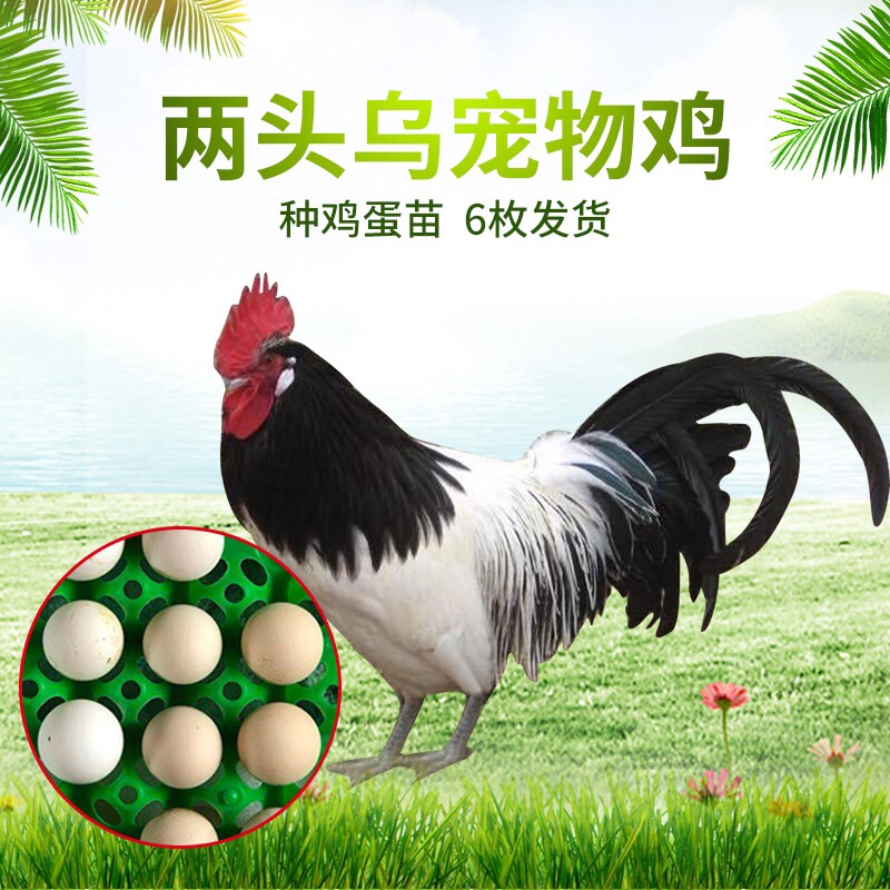 观赏鸡种蛋两头乌受精蛋一枚装可孵化宠物鸡颜色混搭纯种正确对版