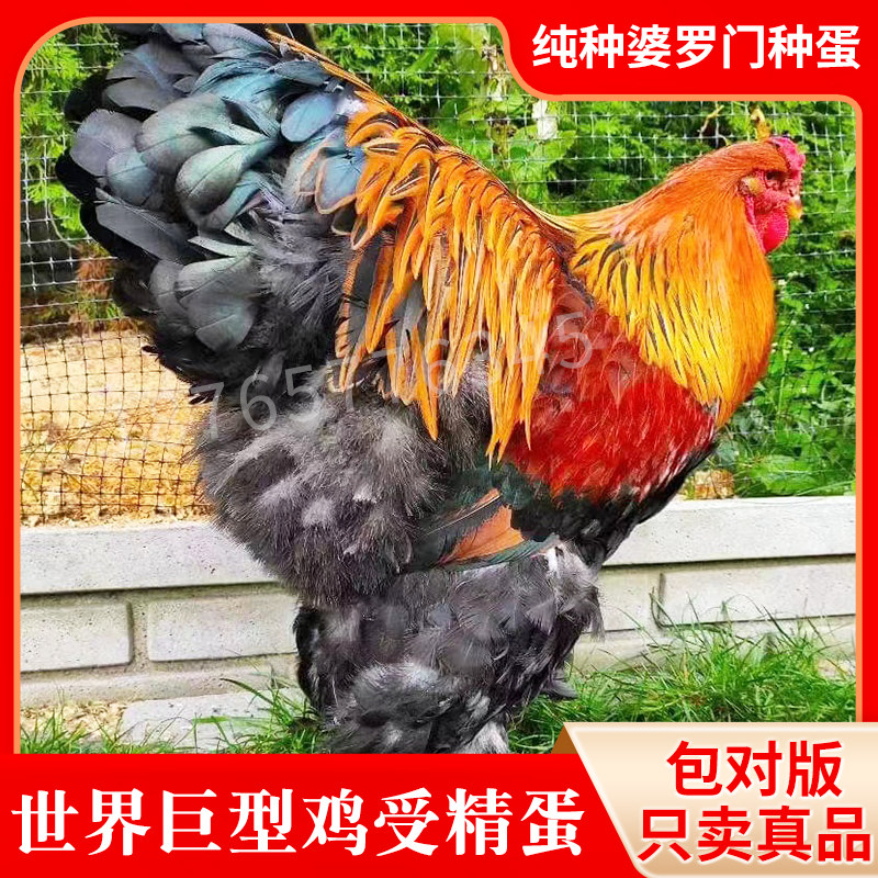 婆罗门樊天鸡种蛋进口大红袍巨型观赏鸡受精蛋一枚装包对版宠物鸡