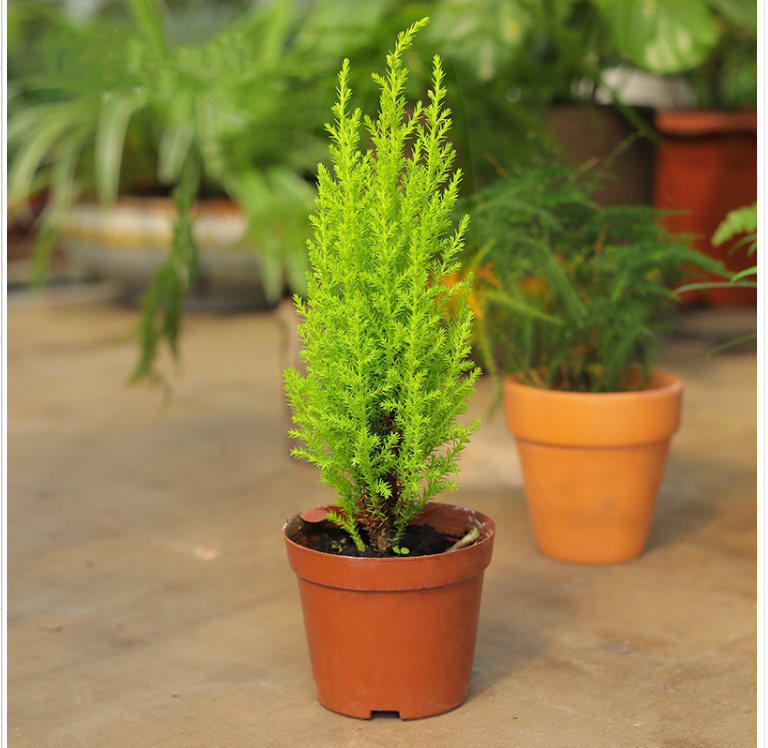 香松 盆栽金冠柏植物小圣诞树耐寒耐热四季常绿观赏盆景 植物包邮