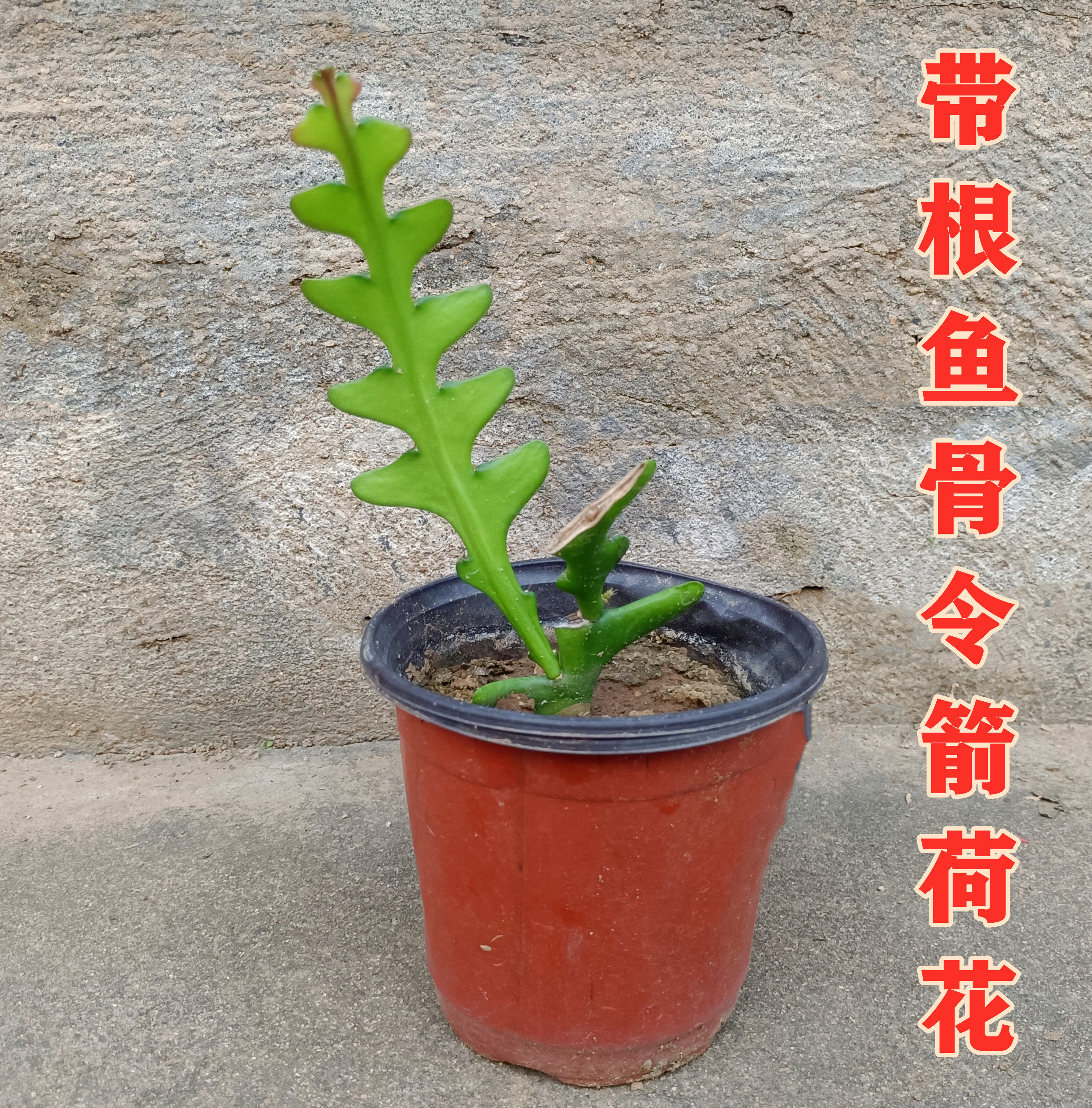 鱼骨令箭荷花多肉植物卷叶锯齿姬仙人掌科室内昙花奇花异草盆栽